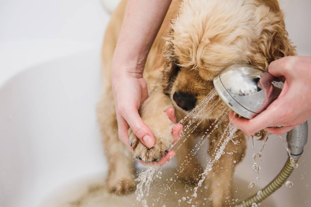 lavage chien libre service Champniers